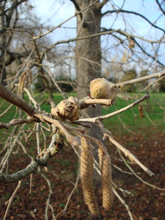 Corylus colurna fleurs males et femelles